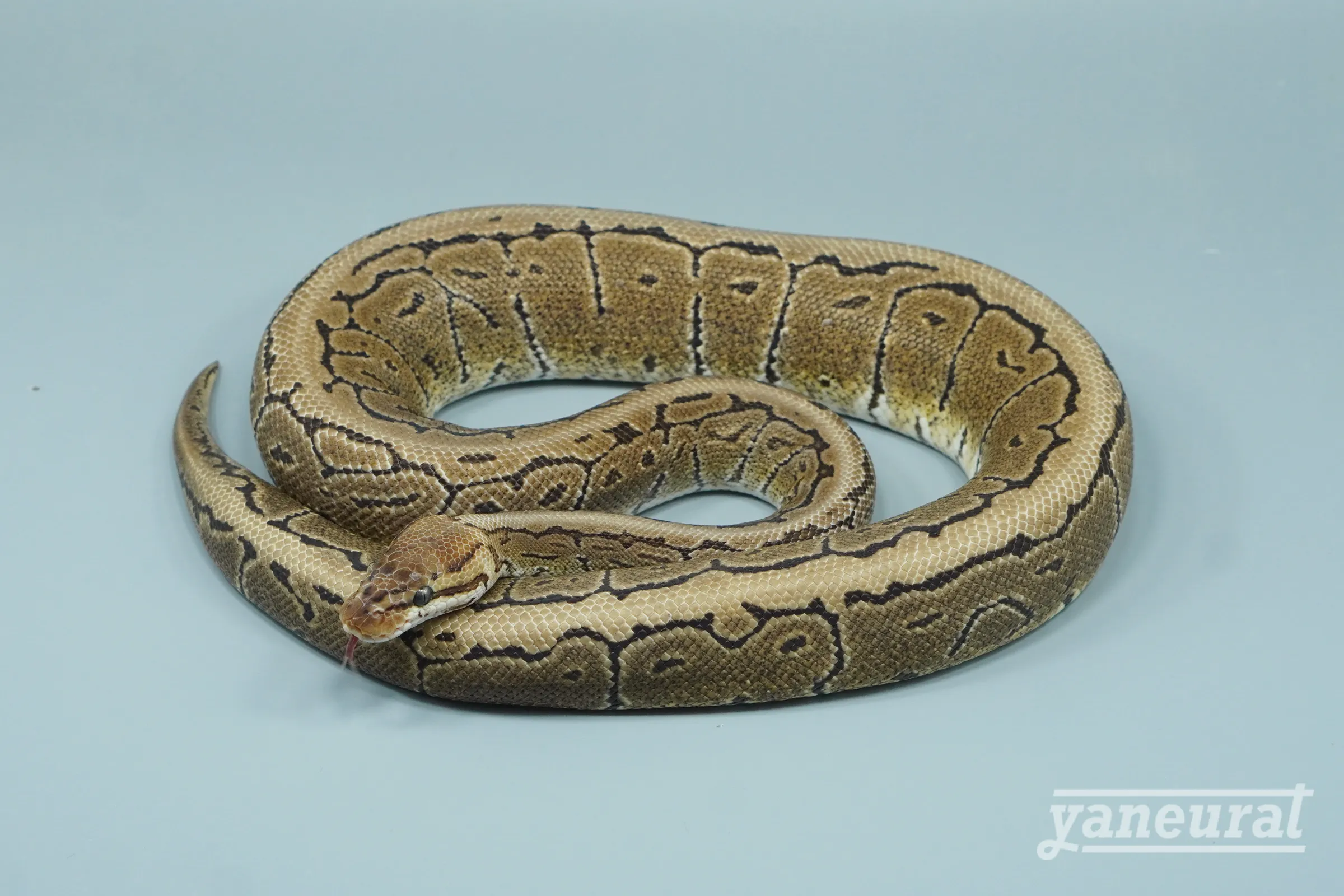 【s14332】ボールパイソン スポットノーズピンストライプhet.ウルトラメル、デザートゴースト 01