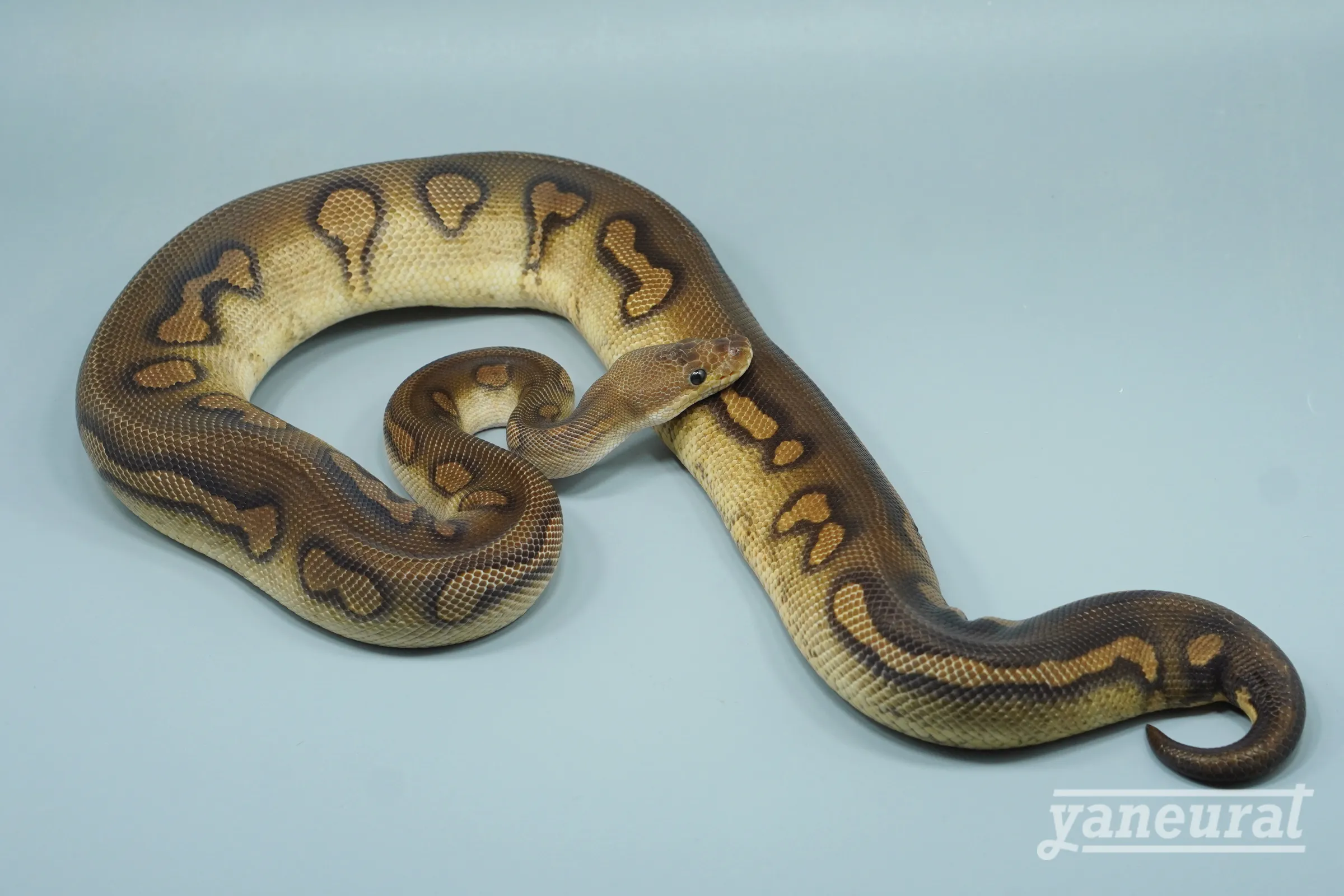 【s14352】ボールパイソン チョコレートウーキークラウン 01