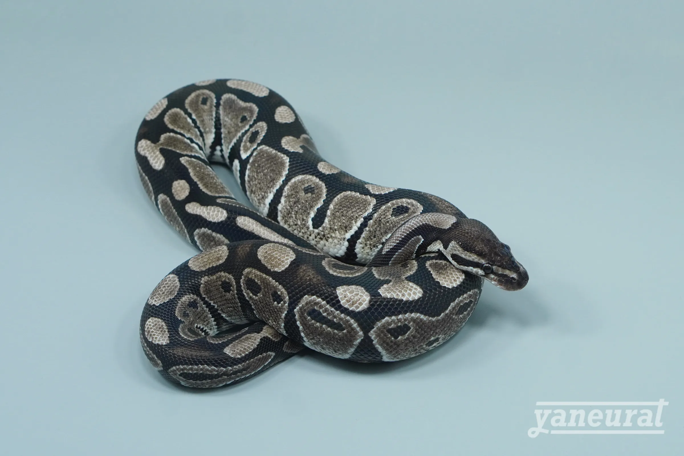 【s14361】ボールパイソン TSKアザンティックhet.66%デザートゴースト 01