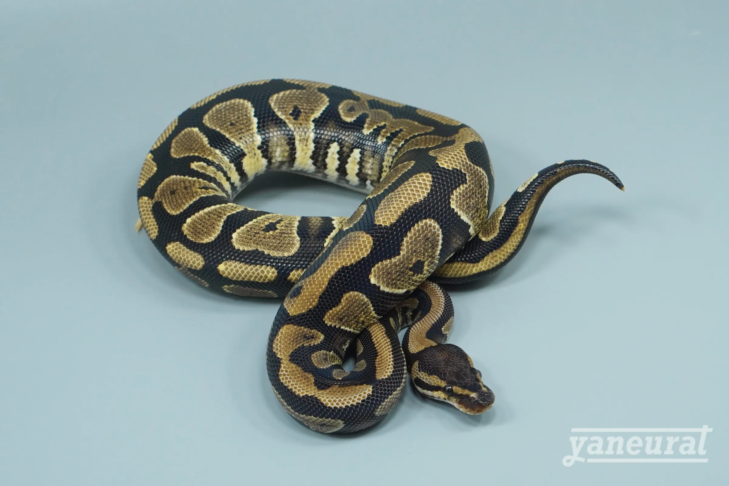 【s14372】ボールパイソン イエローベリーhet.デザートゴースト、クラウン 01