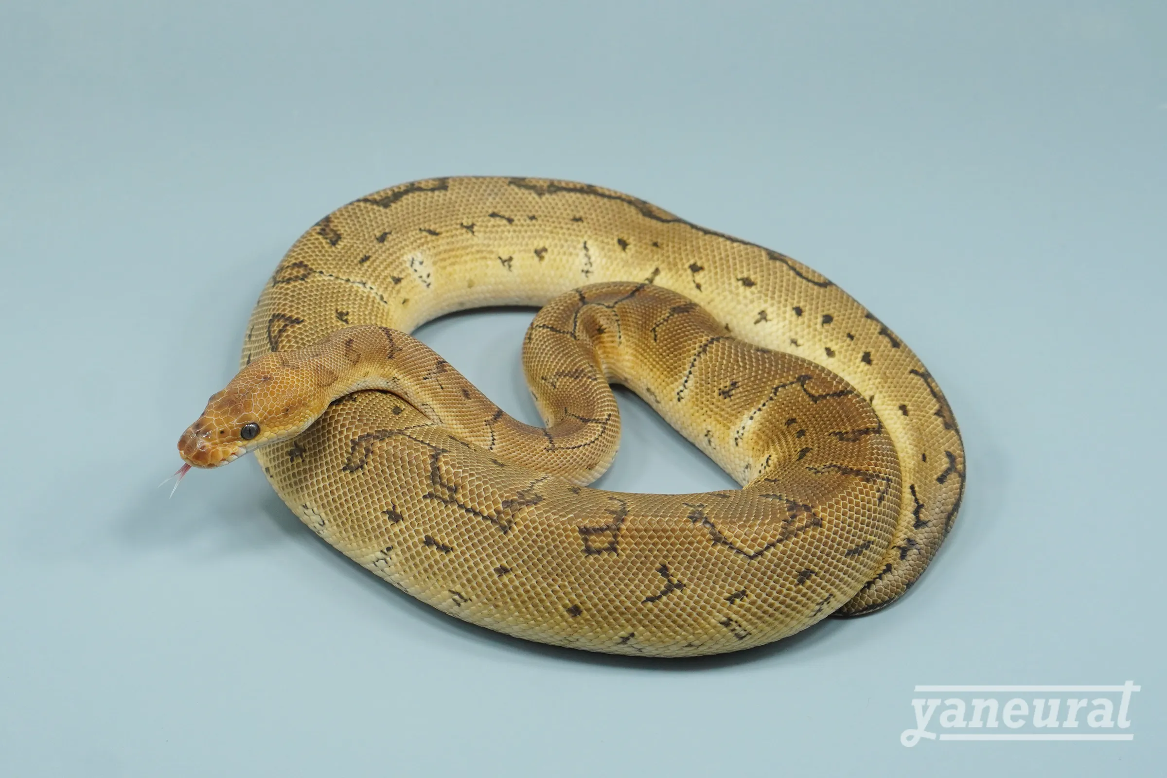 【s14392】ボールパイソン スポットノーズピンストライプクラウン 01