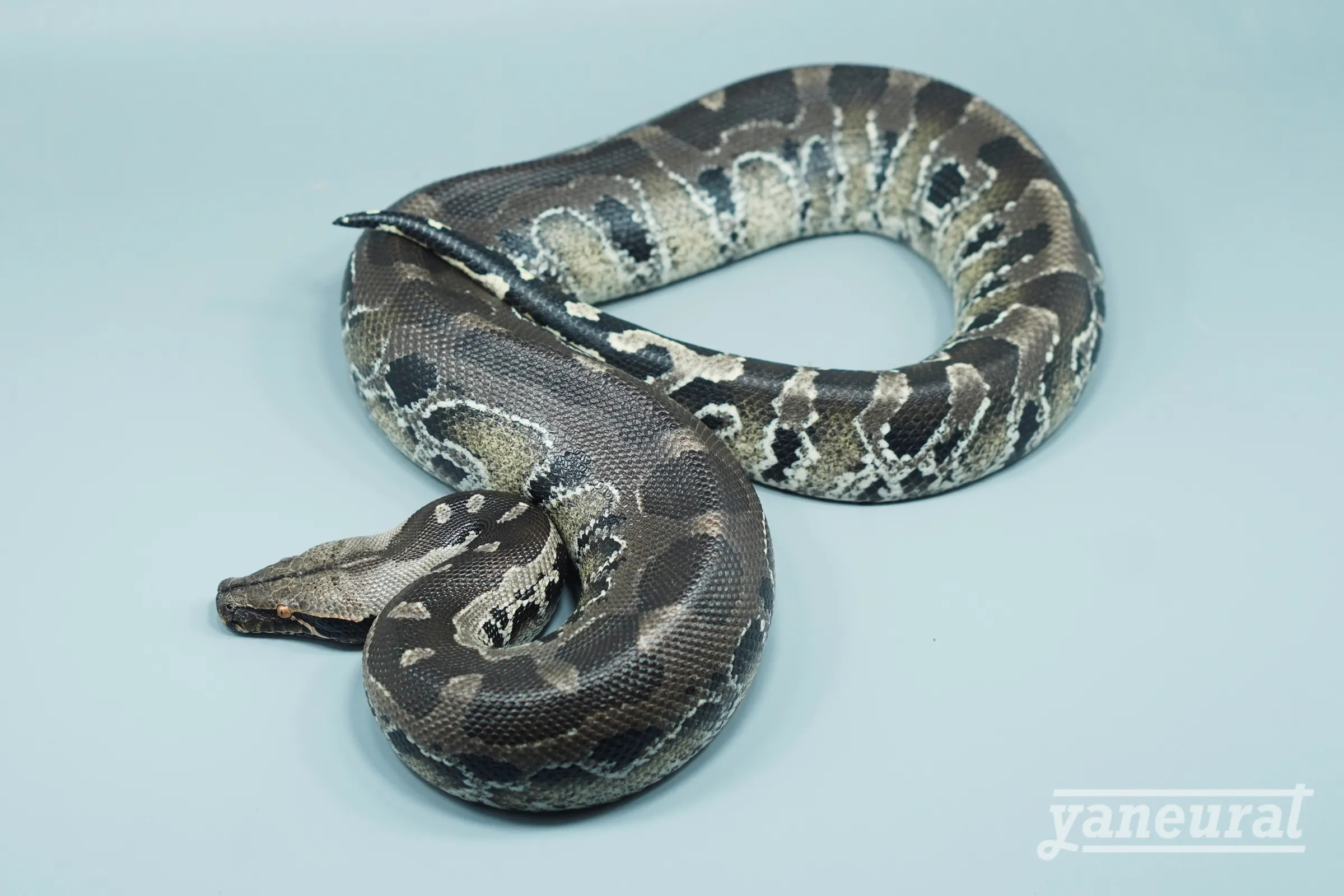 【s14492】ブラッドパイソン スマトラ