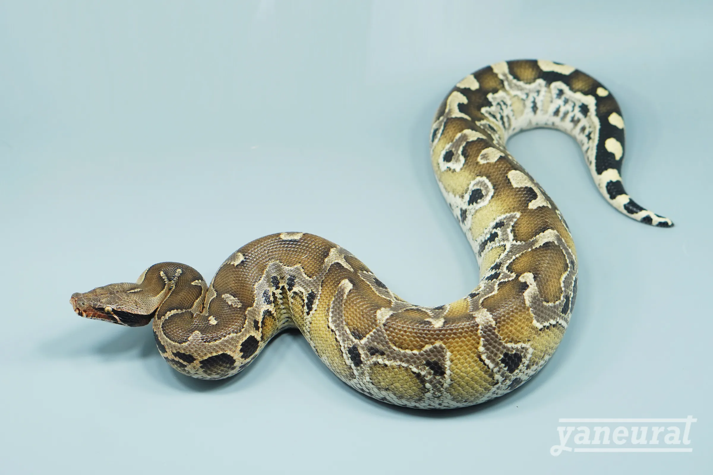 【s14502】ブラッドパイソン ボルネオ