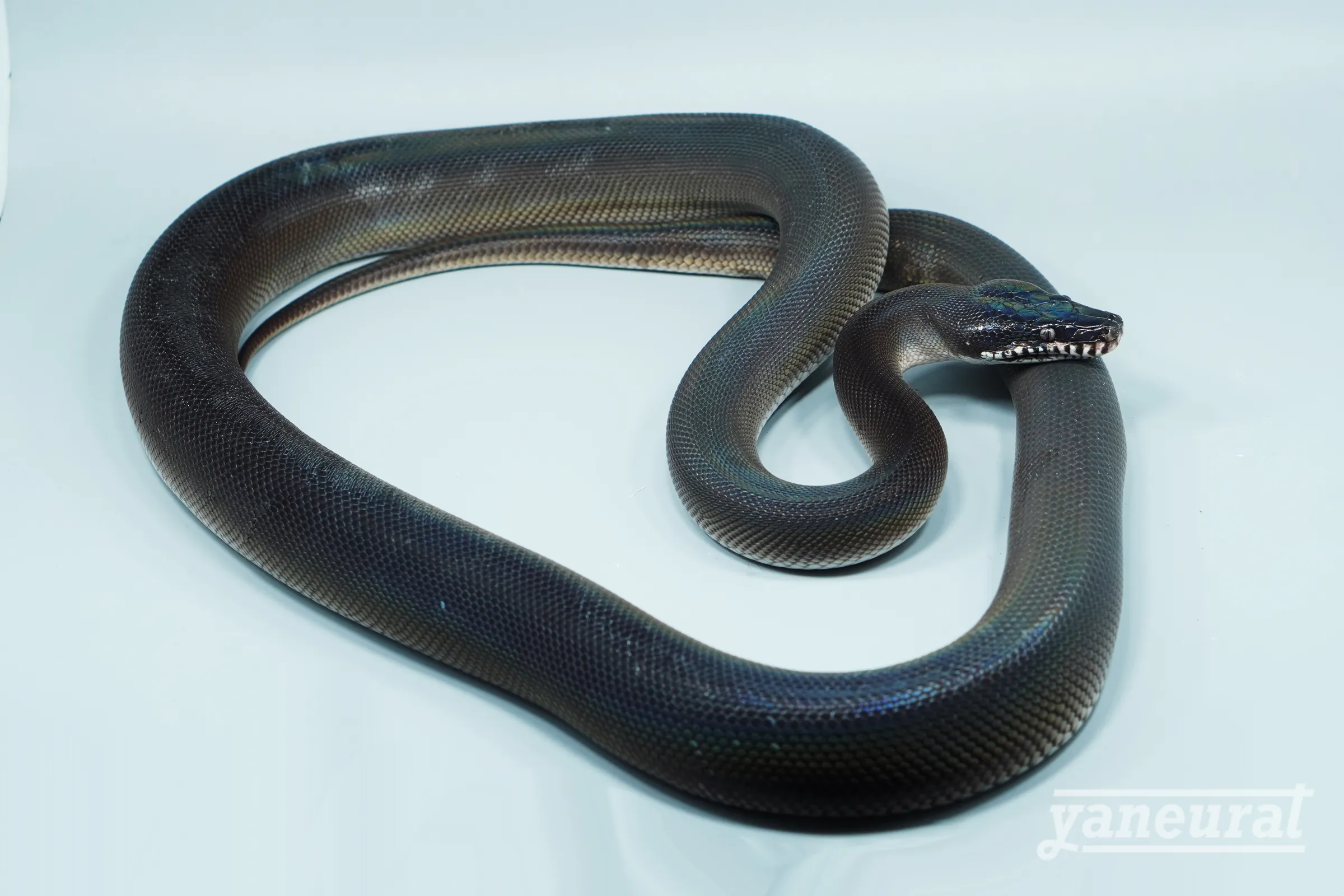 【s14512】アルバーティスパイソン	キミカブラック