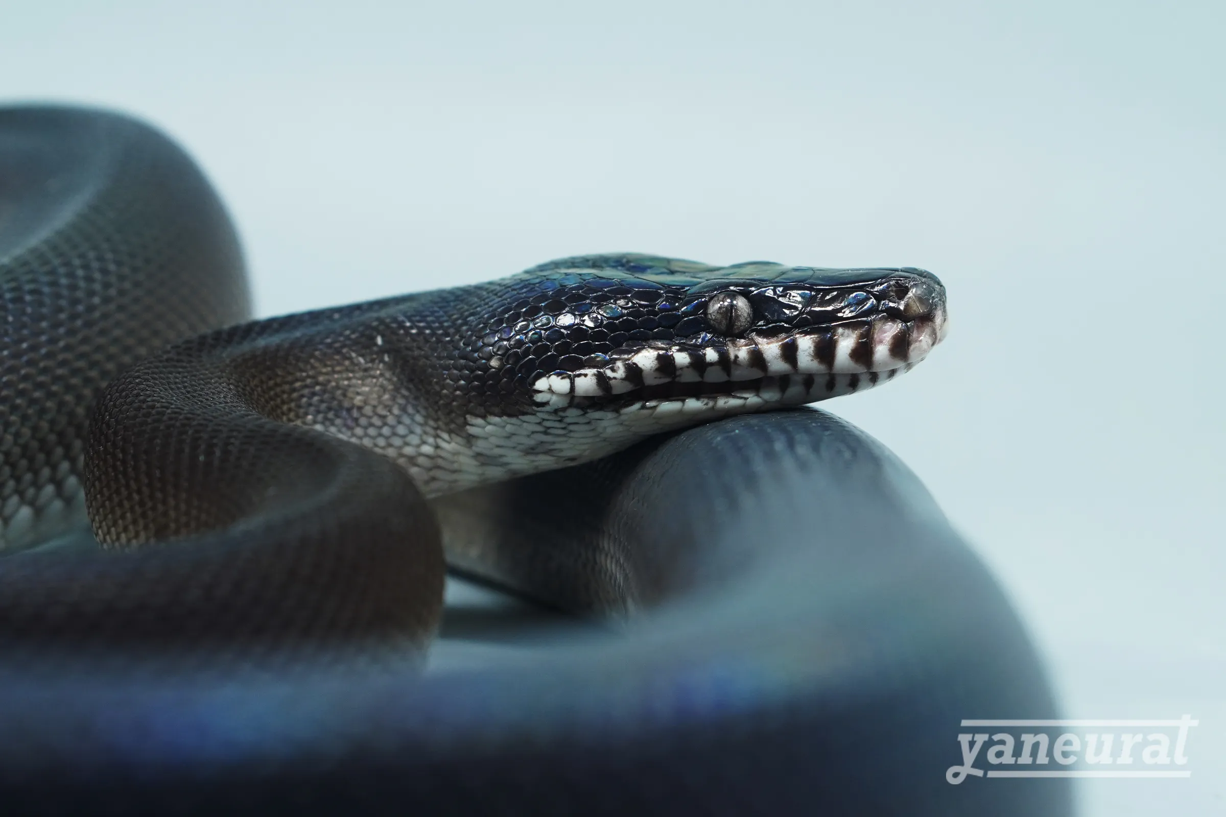 【s14512】アルバーティスパイソン	キミカブラック