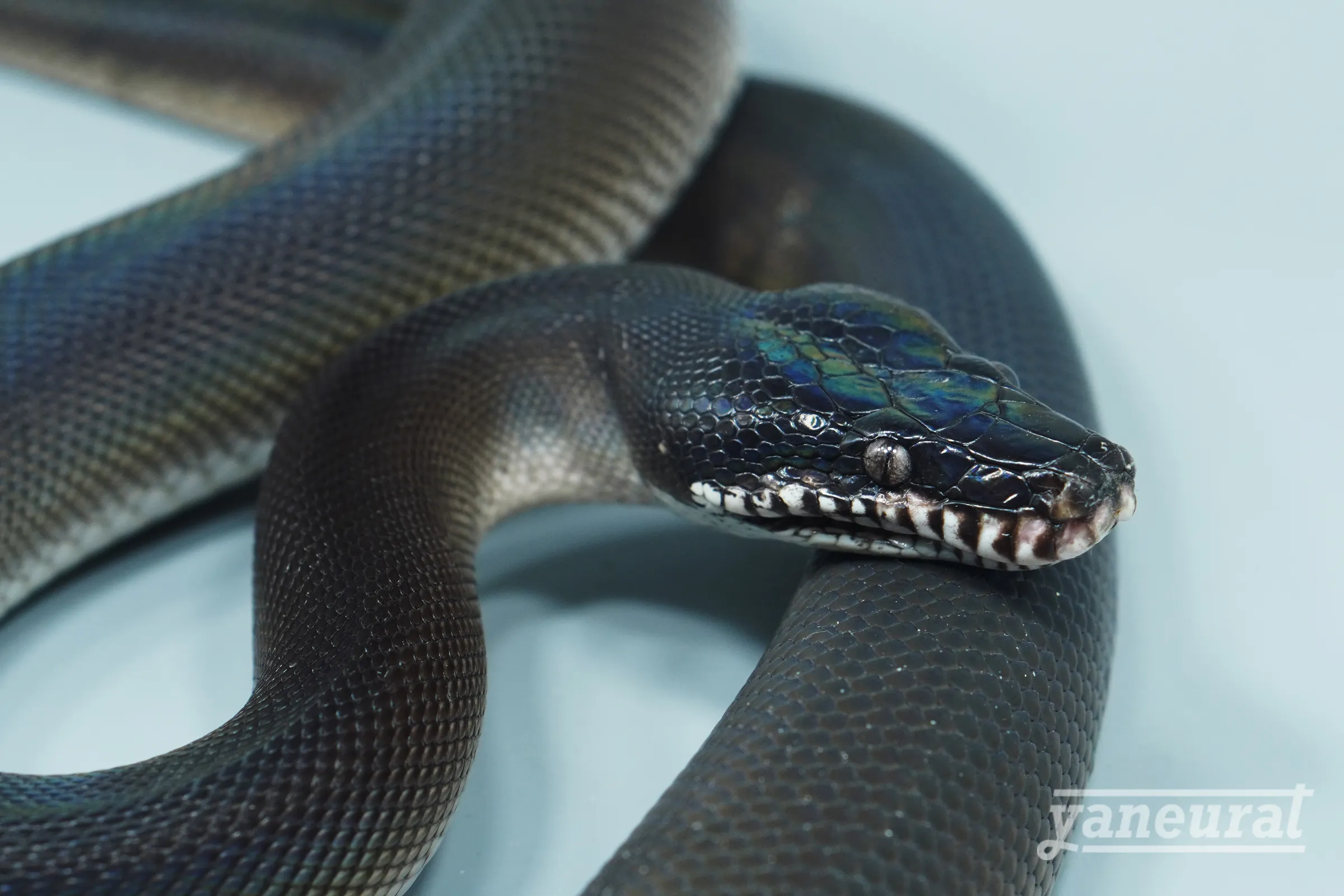 【s14512】アルバーティスパイソン	キミカブラック