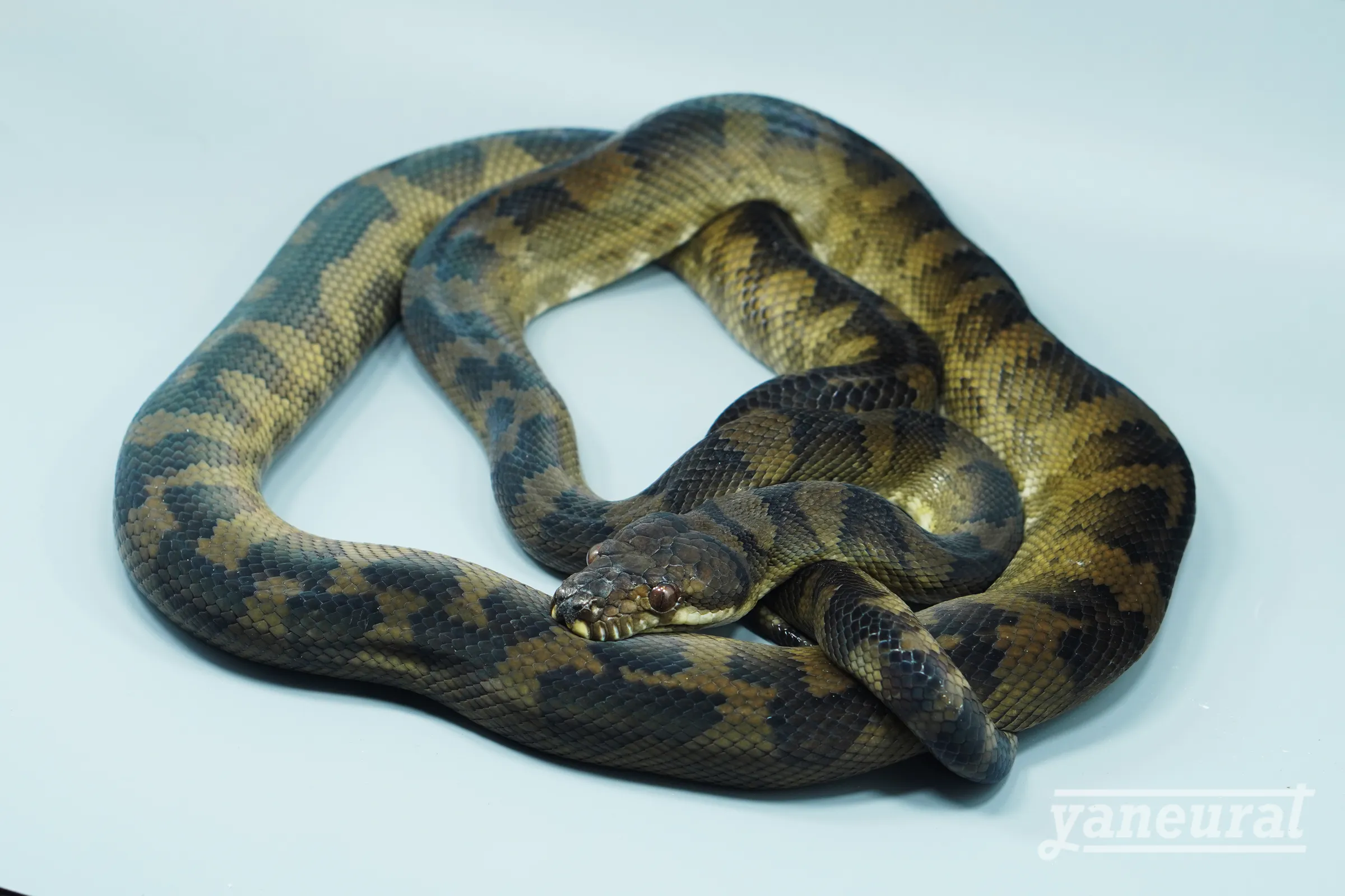 【s14522】ハルマヘラパイソン