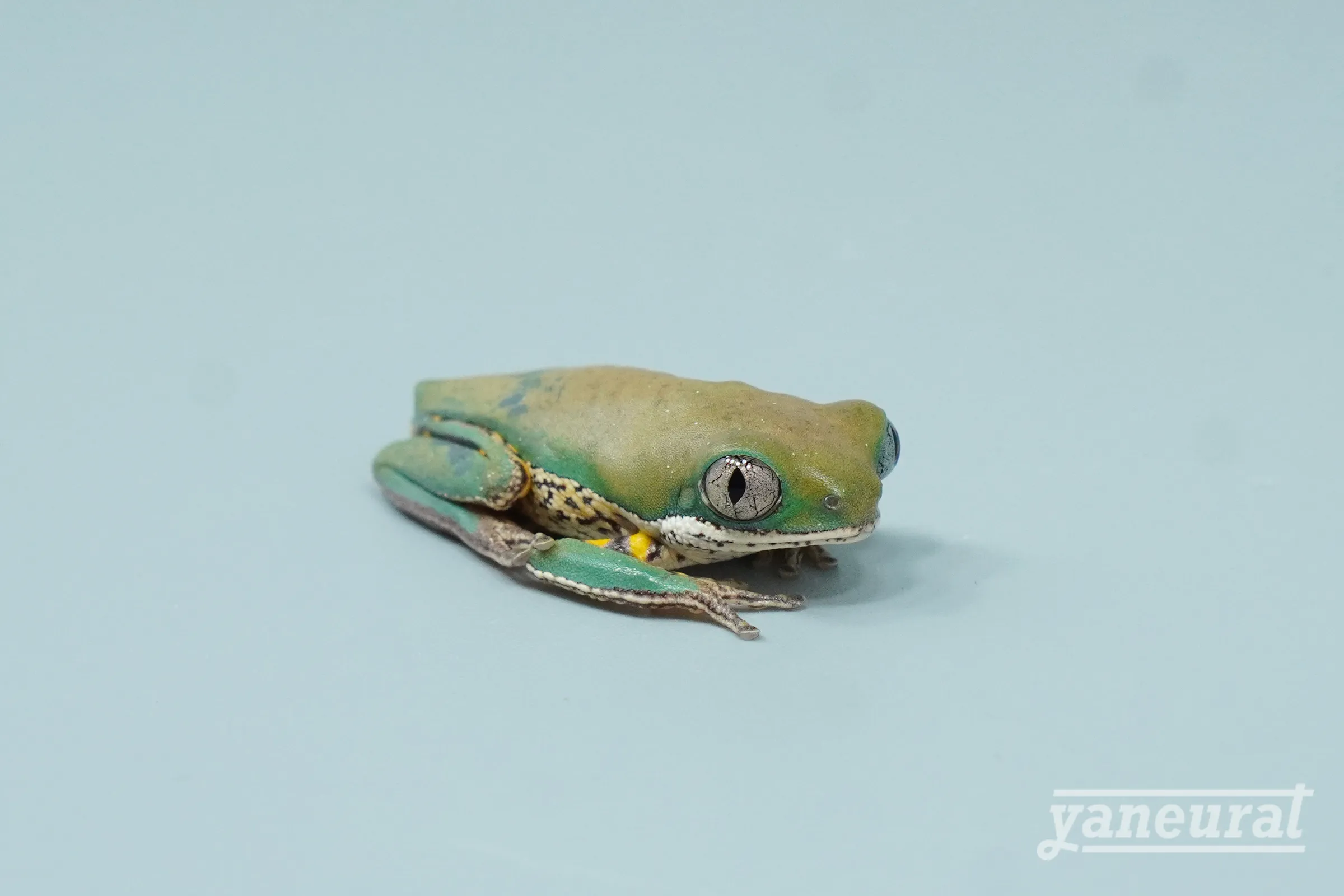 【f00420】テヅカミネコメガエル