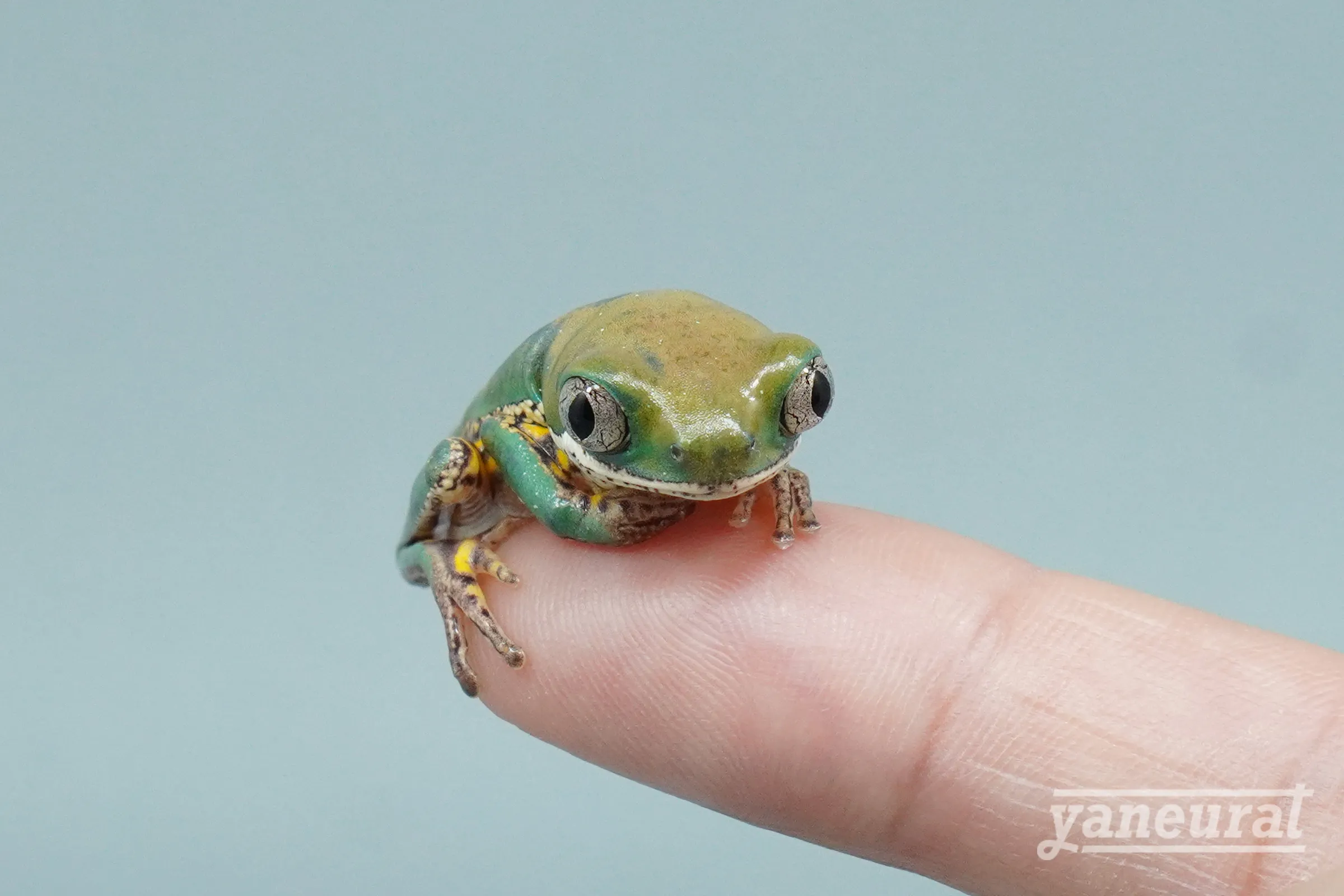 【f00420】テヅカミネコメガエル