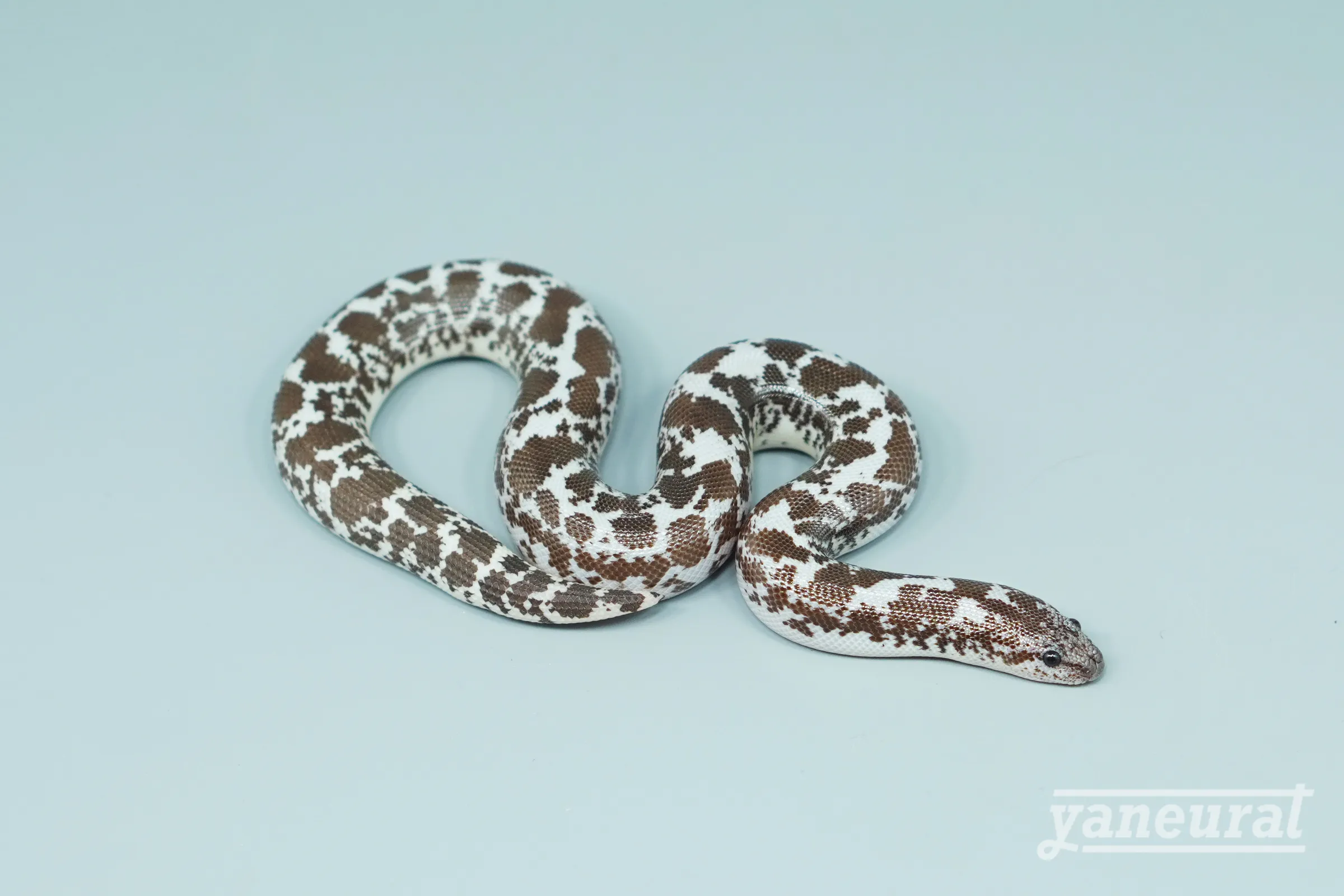 【s15052】ケニアサンドボア アネリposs het.アルビノ