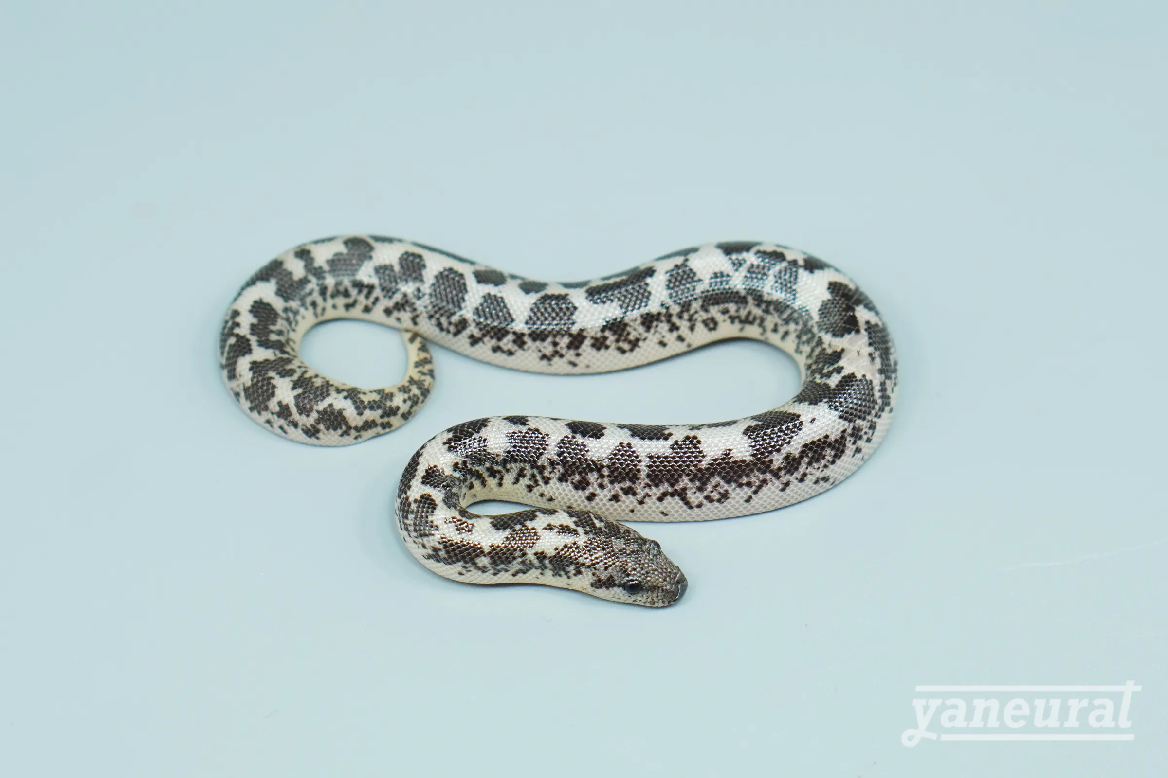 【s15062】ケニアサンドボア アネリposs het.アルビノ