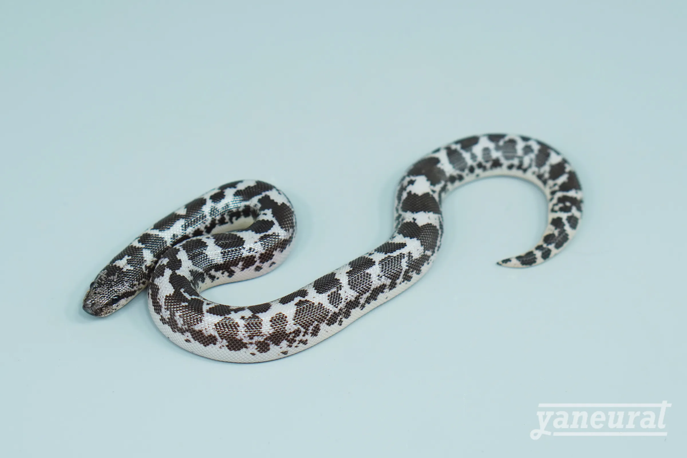 【s15072】ケニアサンドボア アネリposs het.アルビノ