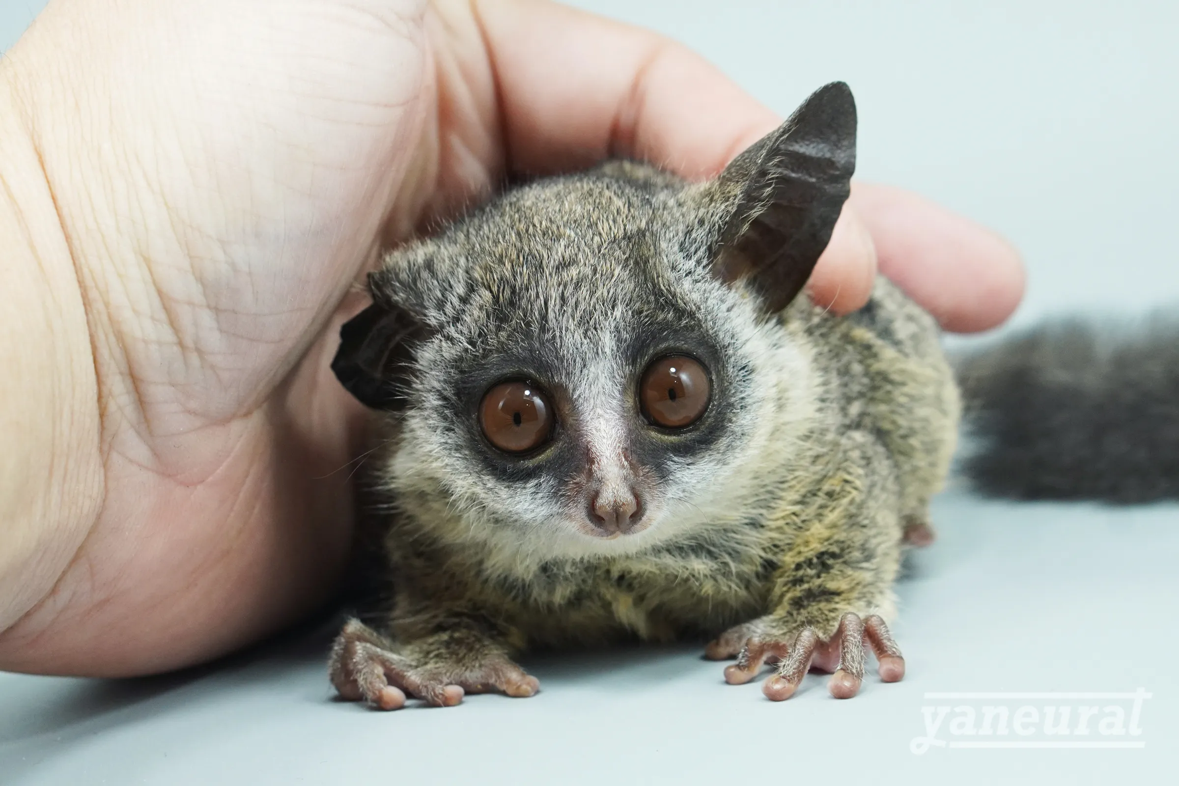 【r02741-r02732】ショウガラゴ ペア