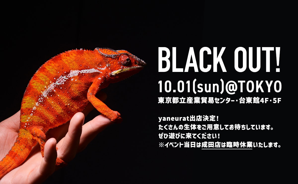 10月1日(日)BLACK OUT!東京 出店のお知らせ