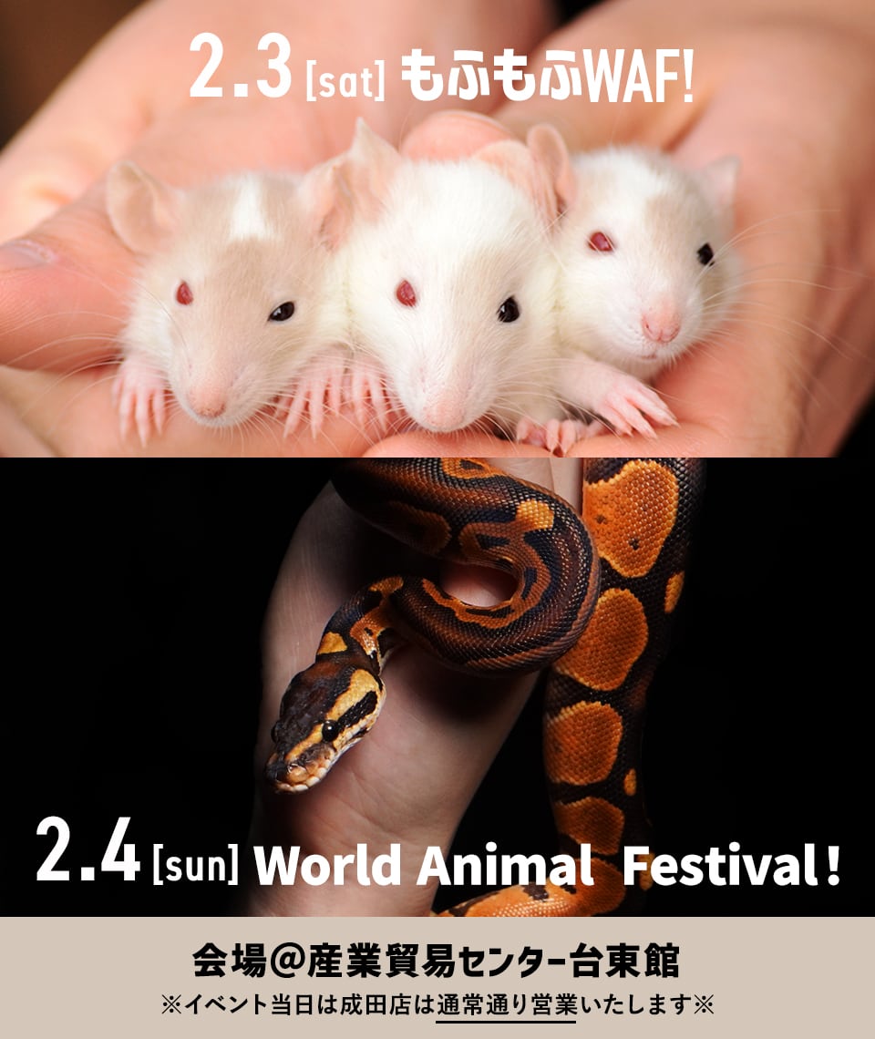 2024年2月3日(土)もふもふWAF!東京、4日(日)World Animal Festival!東京出店のお知らせ