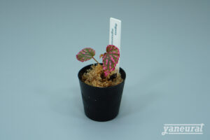 【P00040】ベゴニア ネグロセンシスBegonia negrosensis sold out