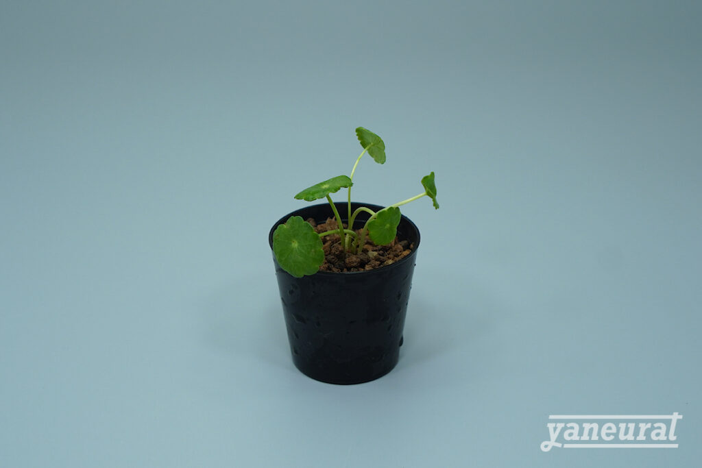 【P00100】ウォーターコイン Hydrocotyle verticillata sold out