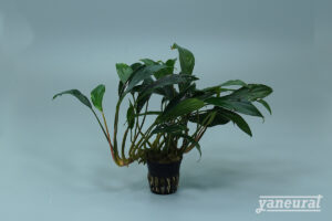 【P00150】アグラオネマ ミニマ Aglaonema sp.minima sold out