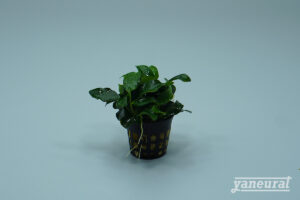 【P00160】アヌビアスナナ ミニマ Anubias minima ¥1,280(税込)-