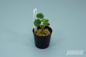 【P00070】ベゴニア ソリムタータ Begonia soli-mutata sold out