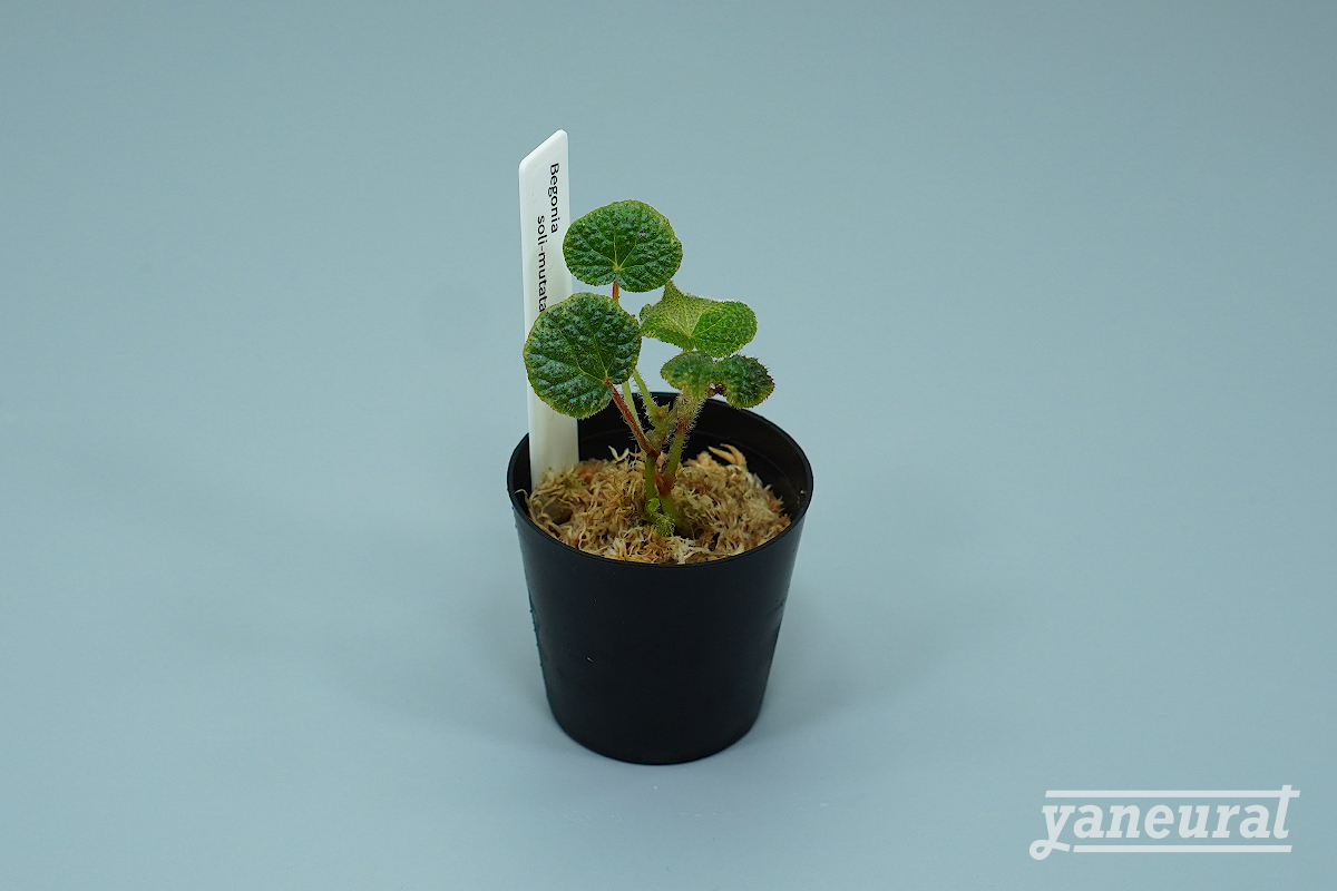 P00070】ベゴニア ソリムタータ Begonia soli-mutata ¥1,980(税込