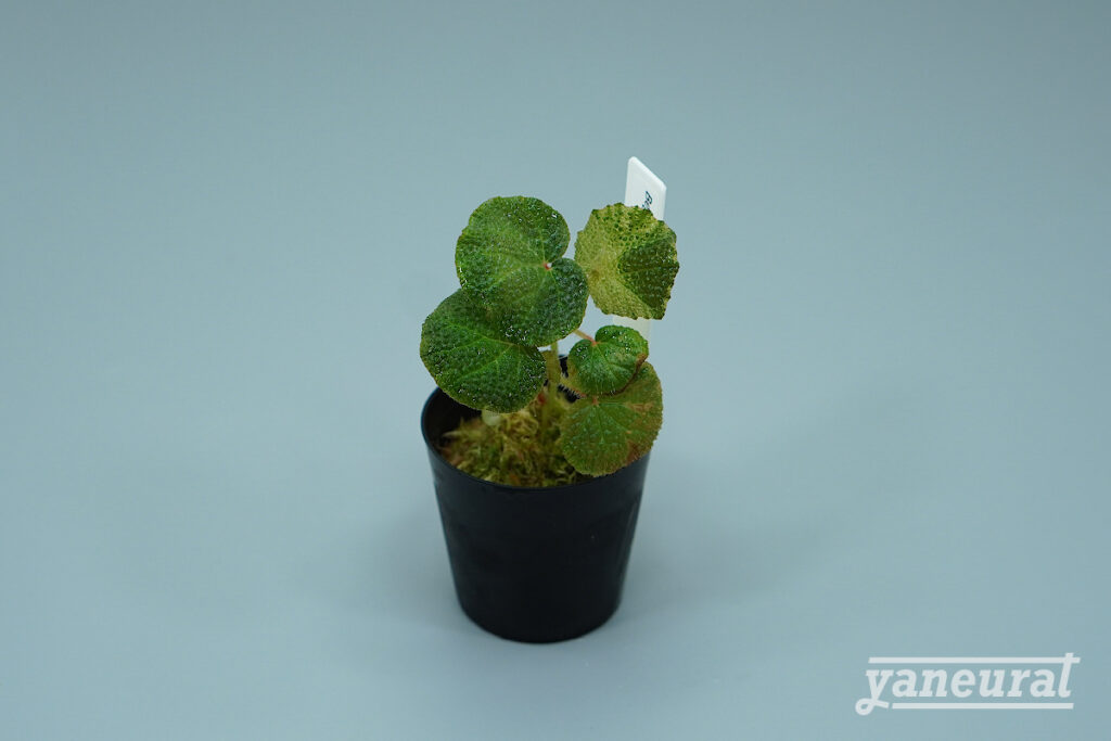 【P00080】ベゴニア ソリムタータ Begonia soli-mutata sold out