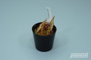 【P00090】ベゴニア アンフィオクサス Begonia amphioxus sold out